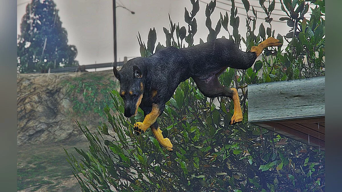 Доберман / GTA 5