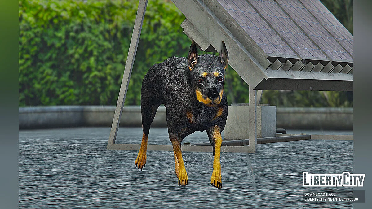 Доберман / GTA 5