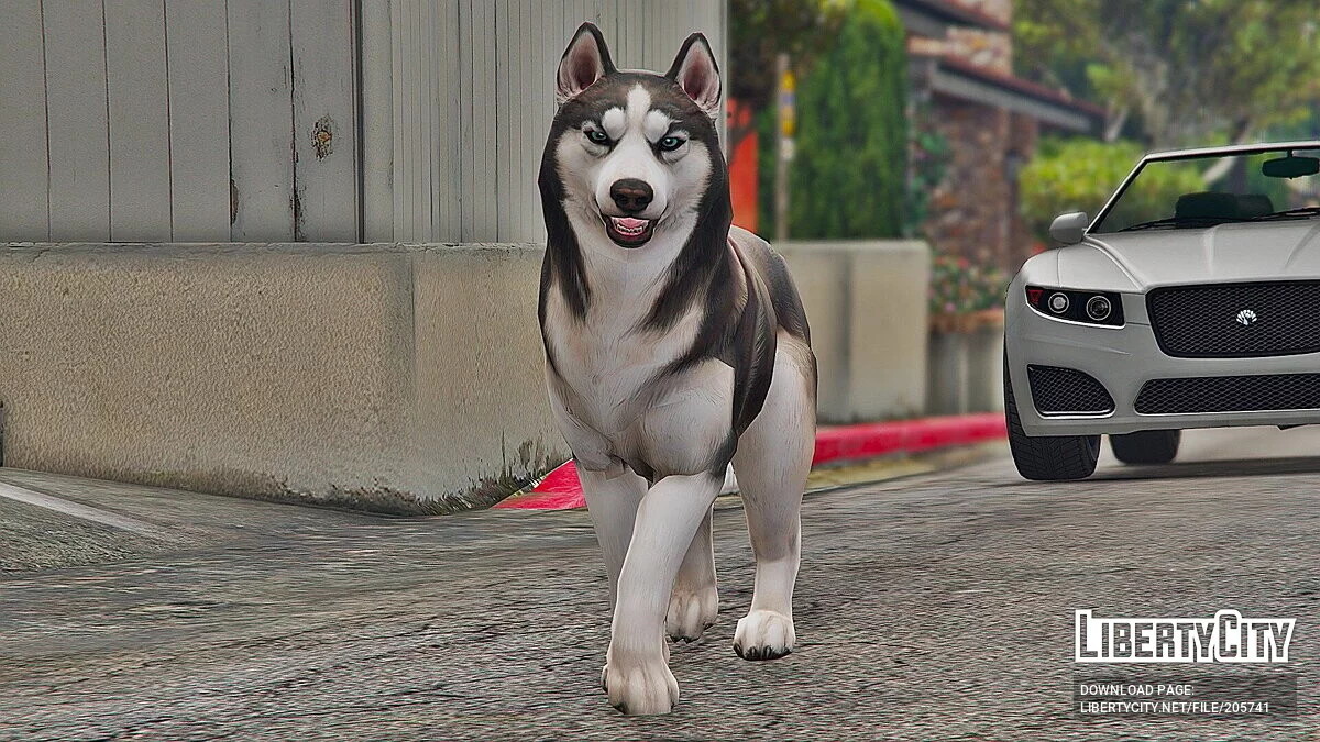 Хаски / GTA 5