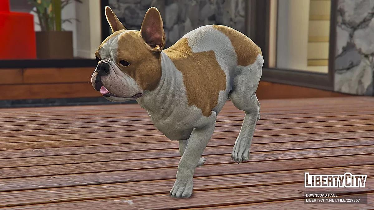 Французский бульдог [Add-On] / GTA 5