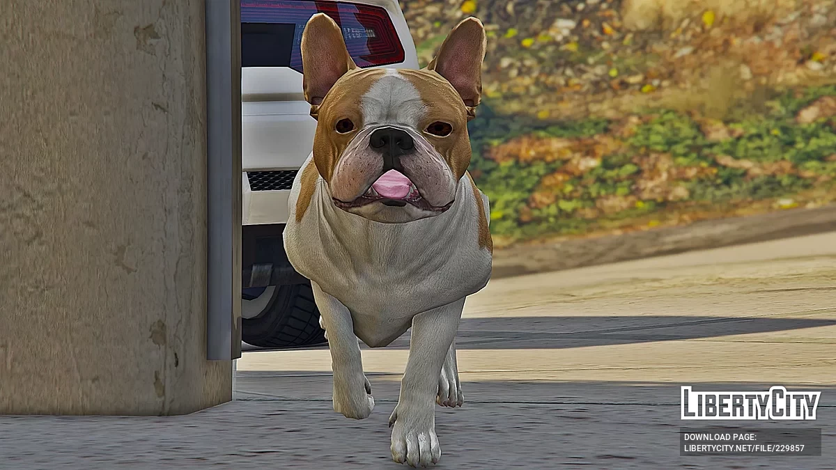 Французский бульдог [Add-On] / GTA 5