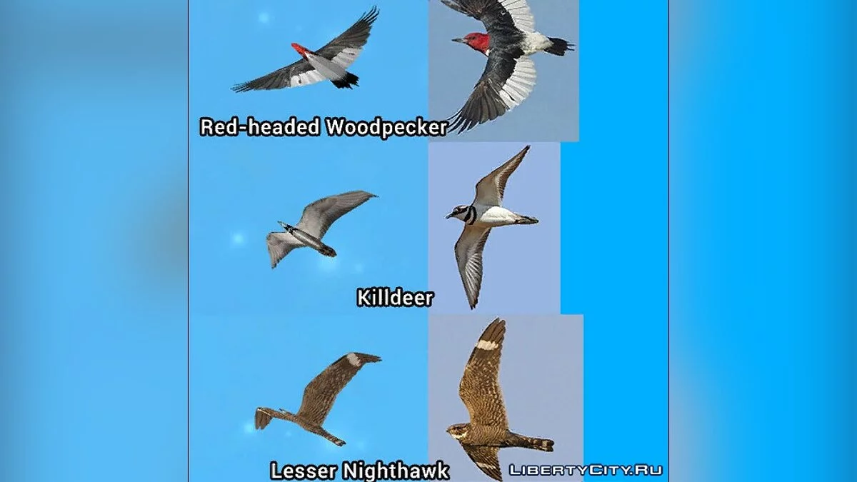 The Birds Update 2017 / GTA San Andreas