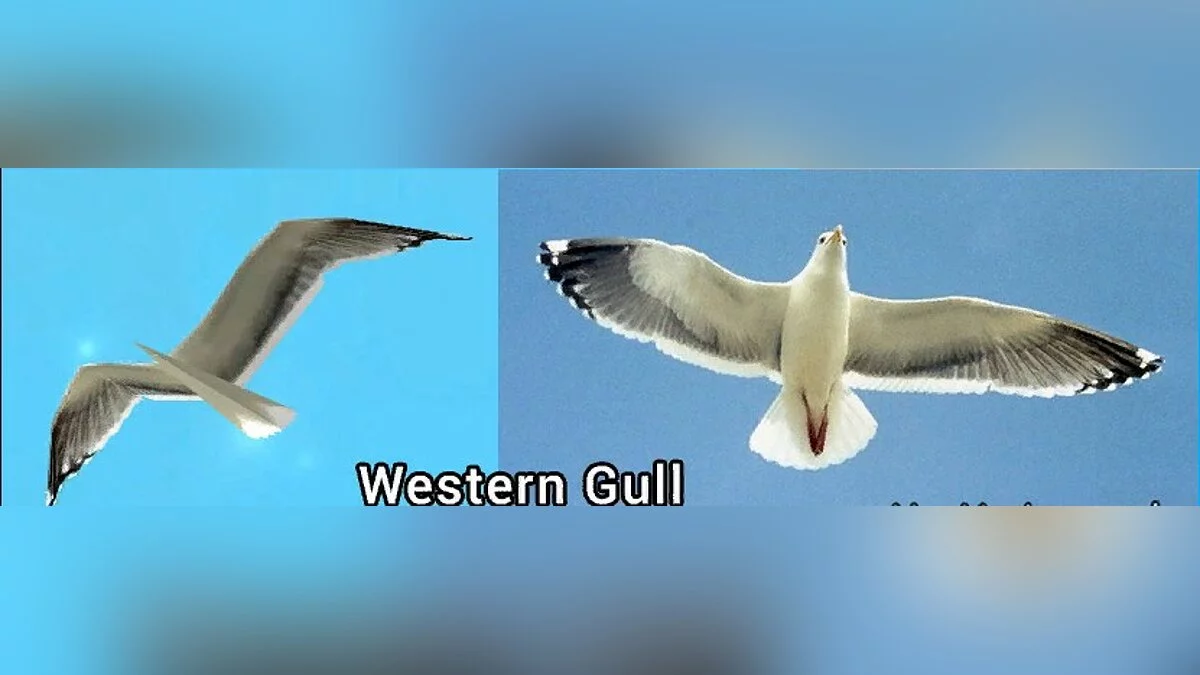 The Birds Update 2017 / GTA San Andreas